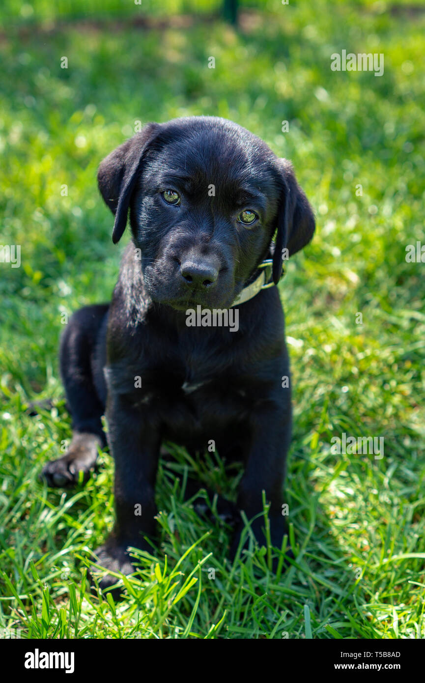 Schwarzer Labrador Welpe im Hof auf grünem Gras Stockfoto