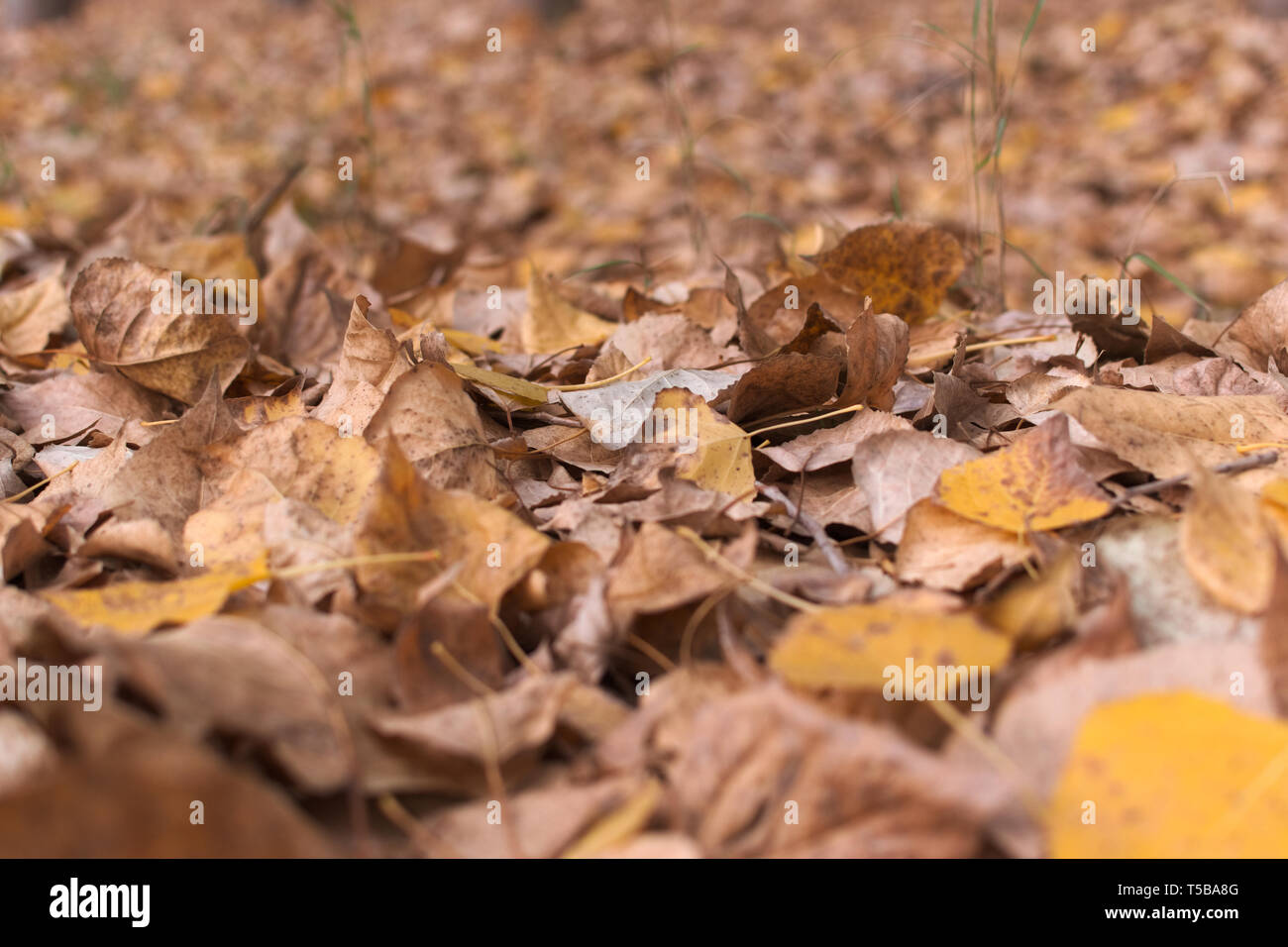 Gefallenen Blätter im Herbst im Wald. Stockfoto