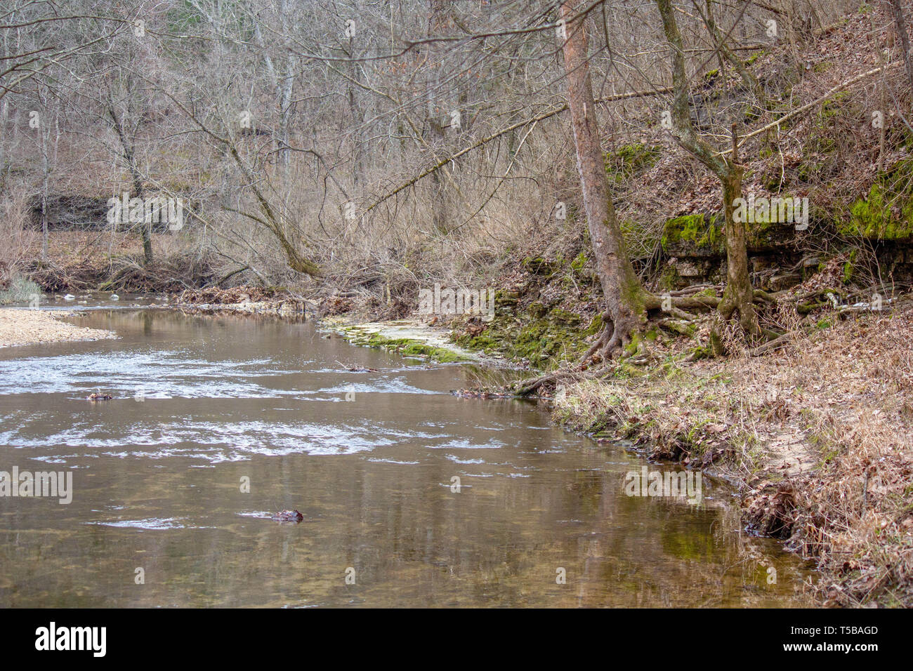 Moos bedeckt Felsen entlang eines Flusses in Missouri im Winter Stockfoto