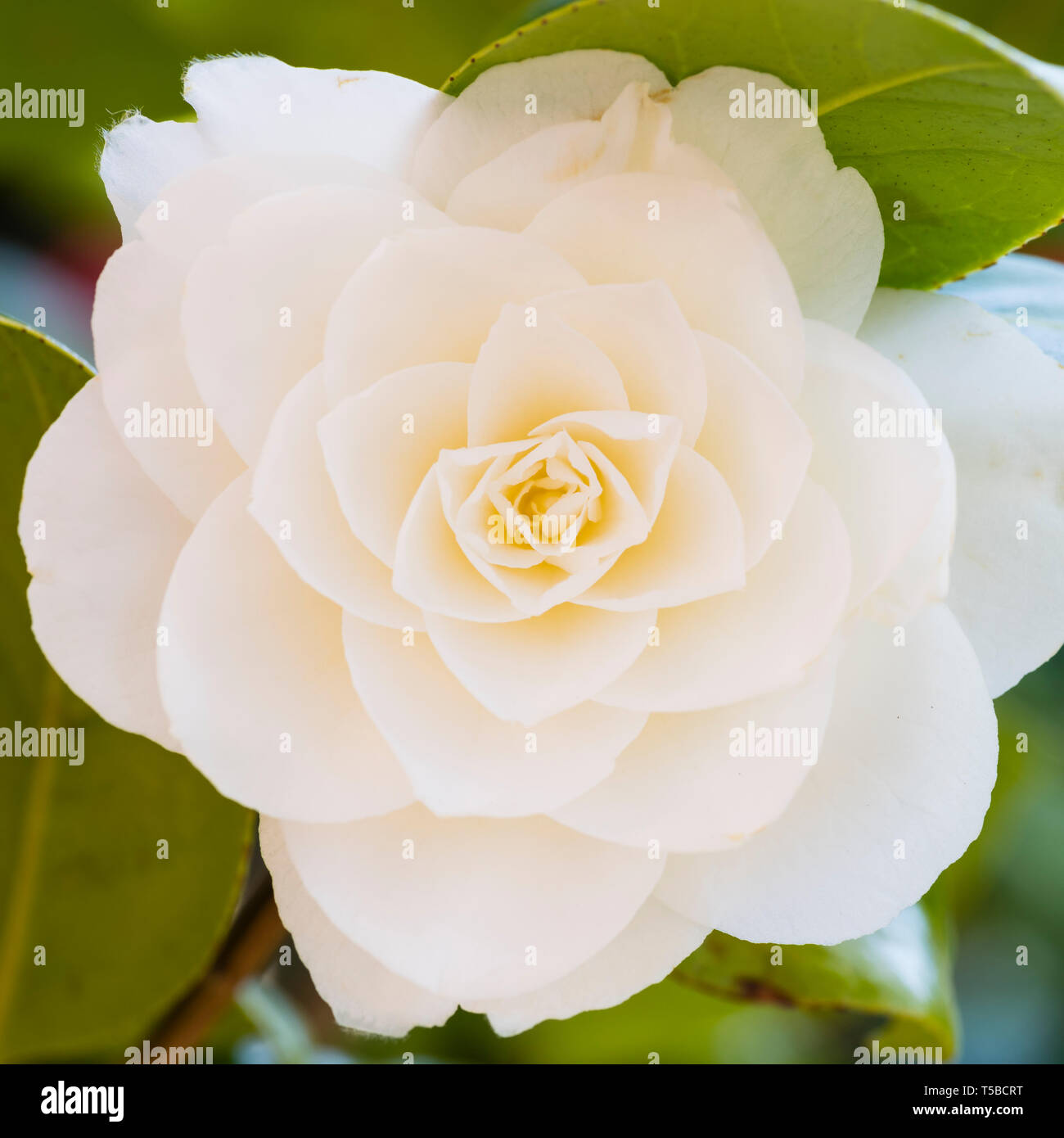 Eine einzelne weiße Camellia japonica Blume mit rosa Blush Stockfoto