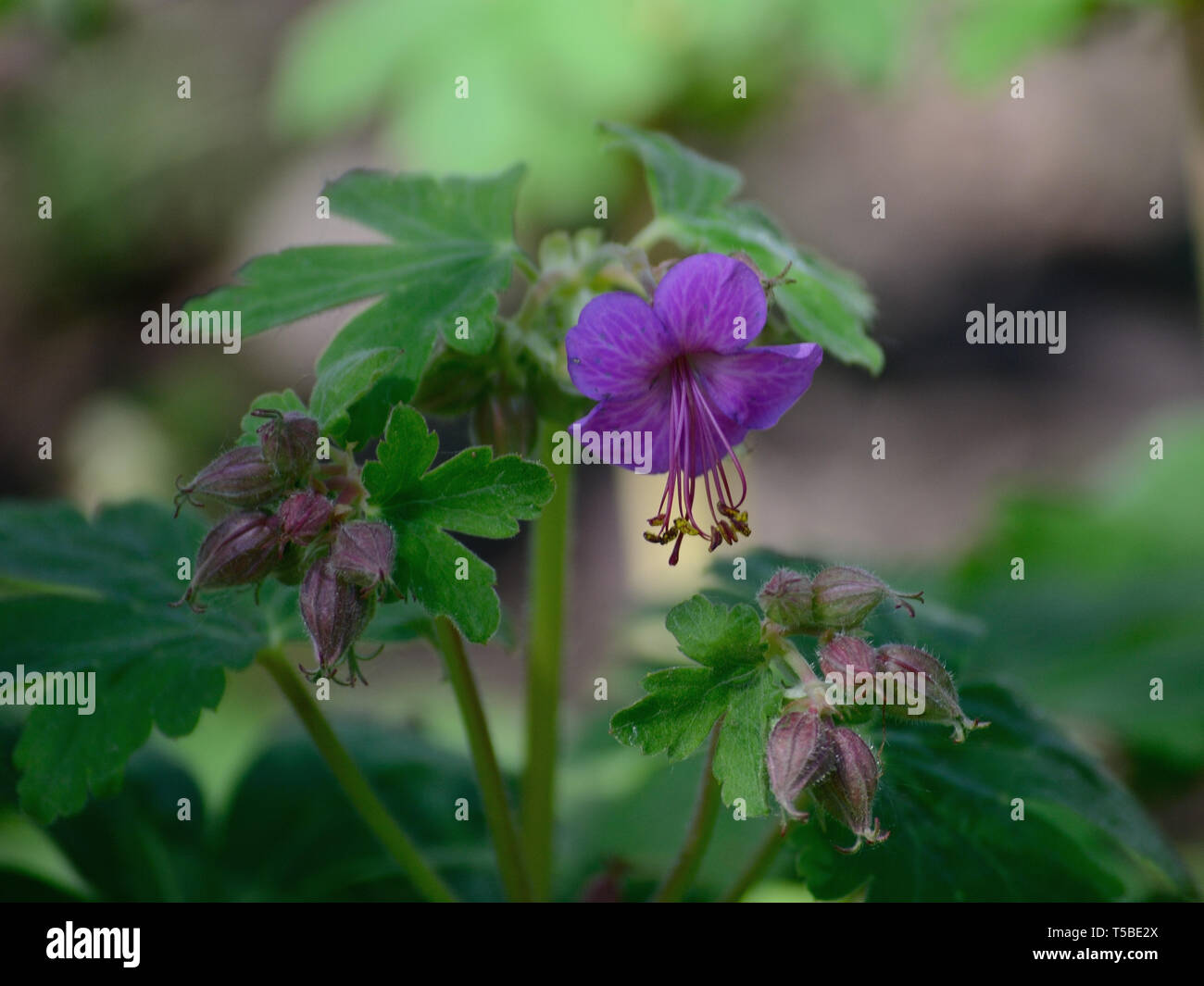 Lila Blüten Bigroot Geranium Macrorrhizum Stockfoto