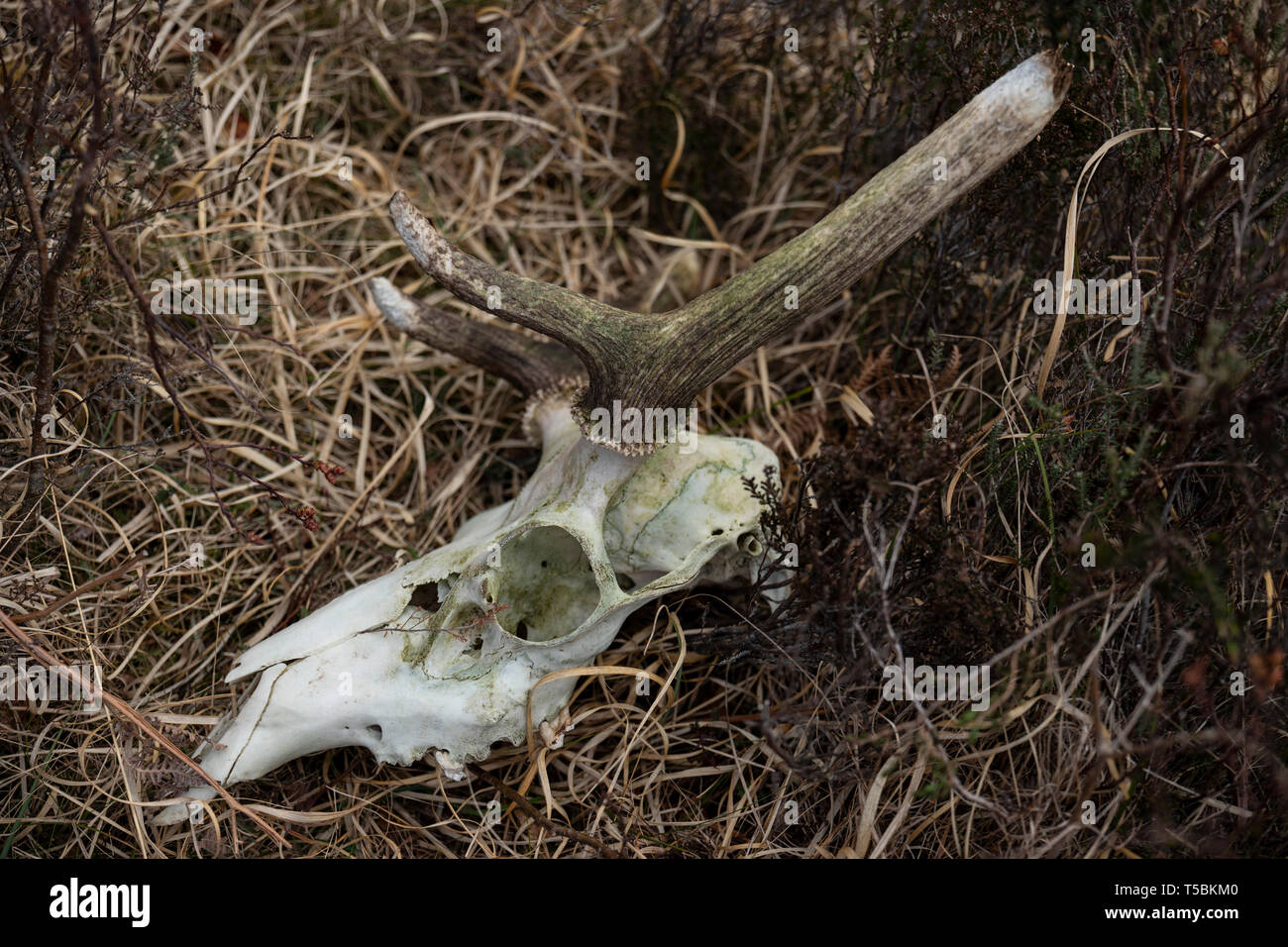 Rotwild Schädel in die schottische Landschaft in der Nähe von Poolewe. Stockfoto