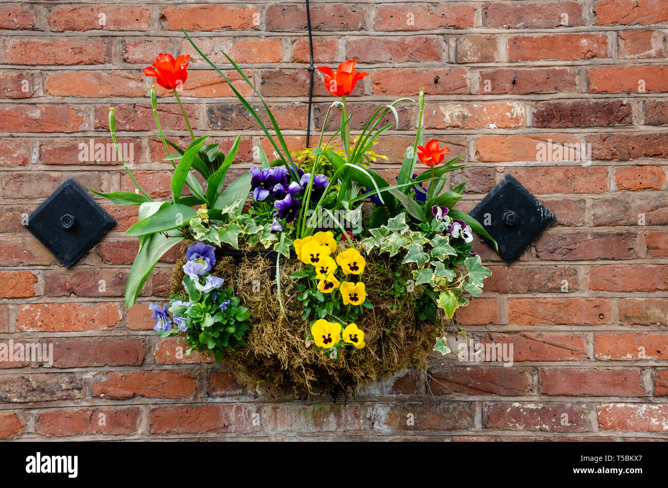 Ein Korb mit bunten Frühling Blumen zu einem Ziegel Wand befestigt Stockfoto