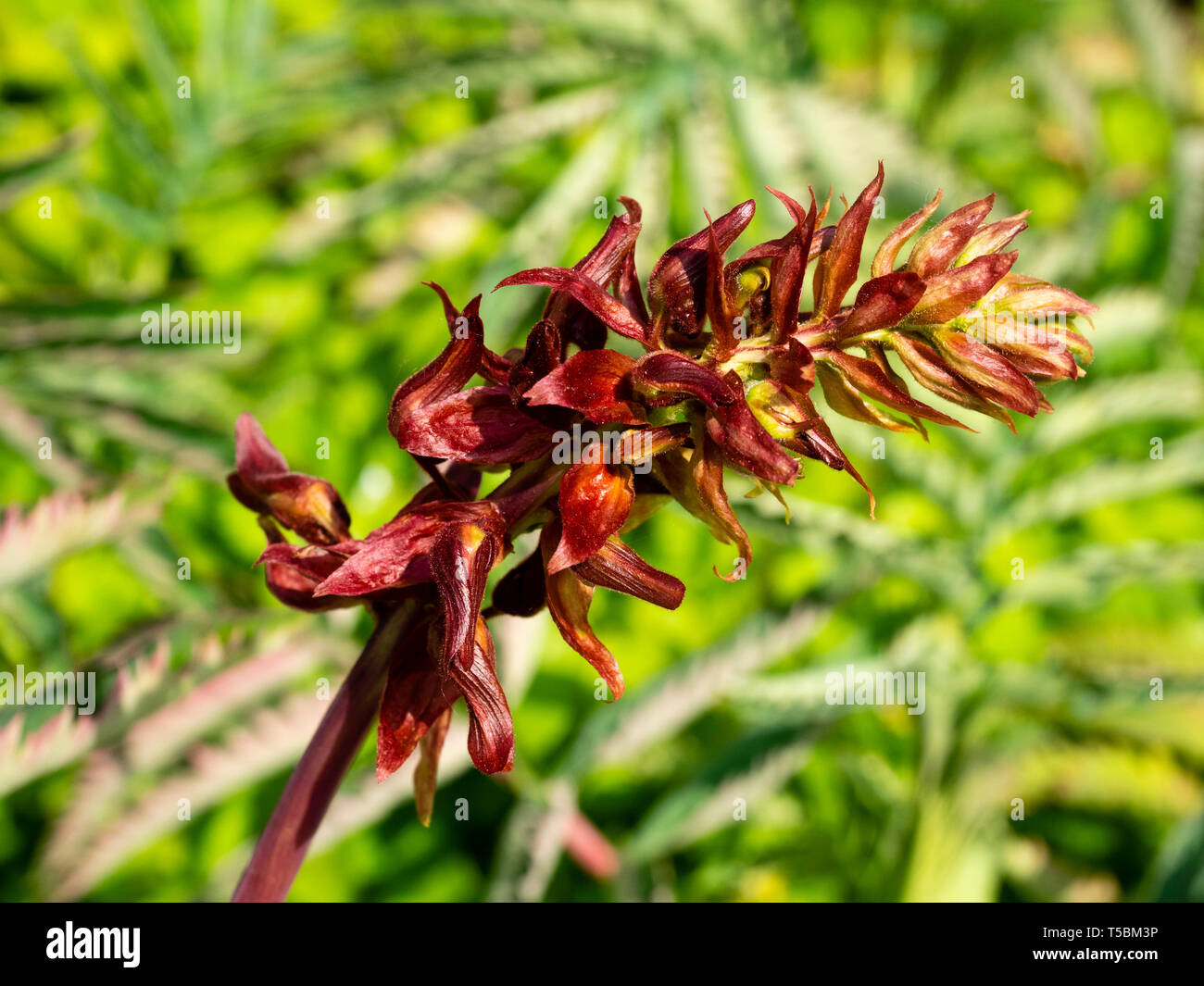 Rot Braune Blume Spike Der Fruhling Bluht Winterharte Exotischer