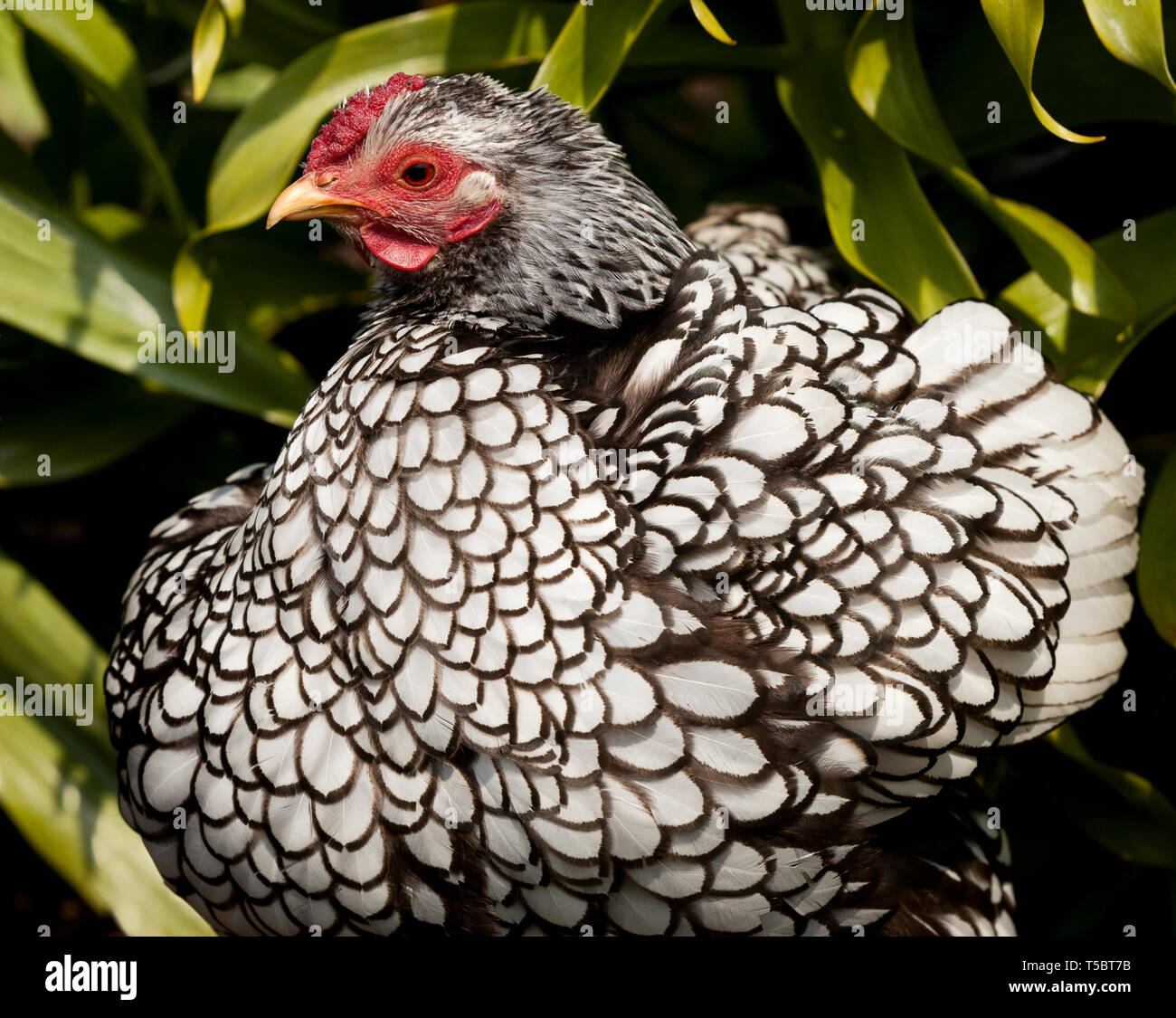 Eine freie Strecke Bantam in England Großbritannien Stockfoto