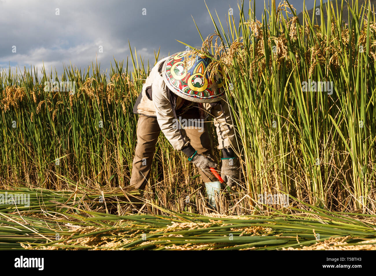 Chinesischen weiblichen Dorfbewohner Ernten gewachsen Korn in das Feld Stockfoto