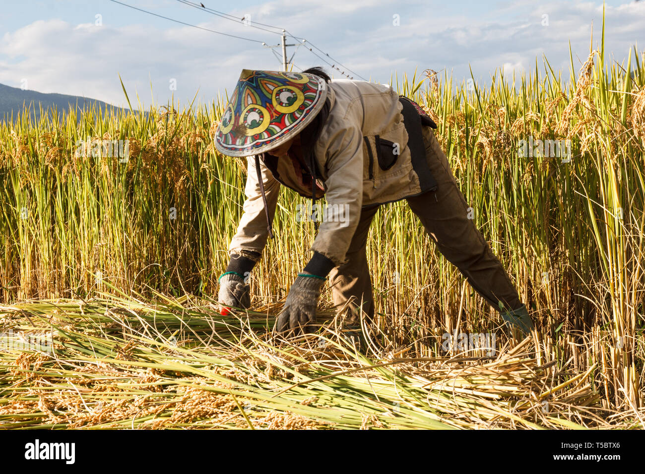 Chinesischen weiblichen Dorfbewohner Ernten gewachsen Korn in das Feld Stockfoto