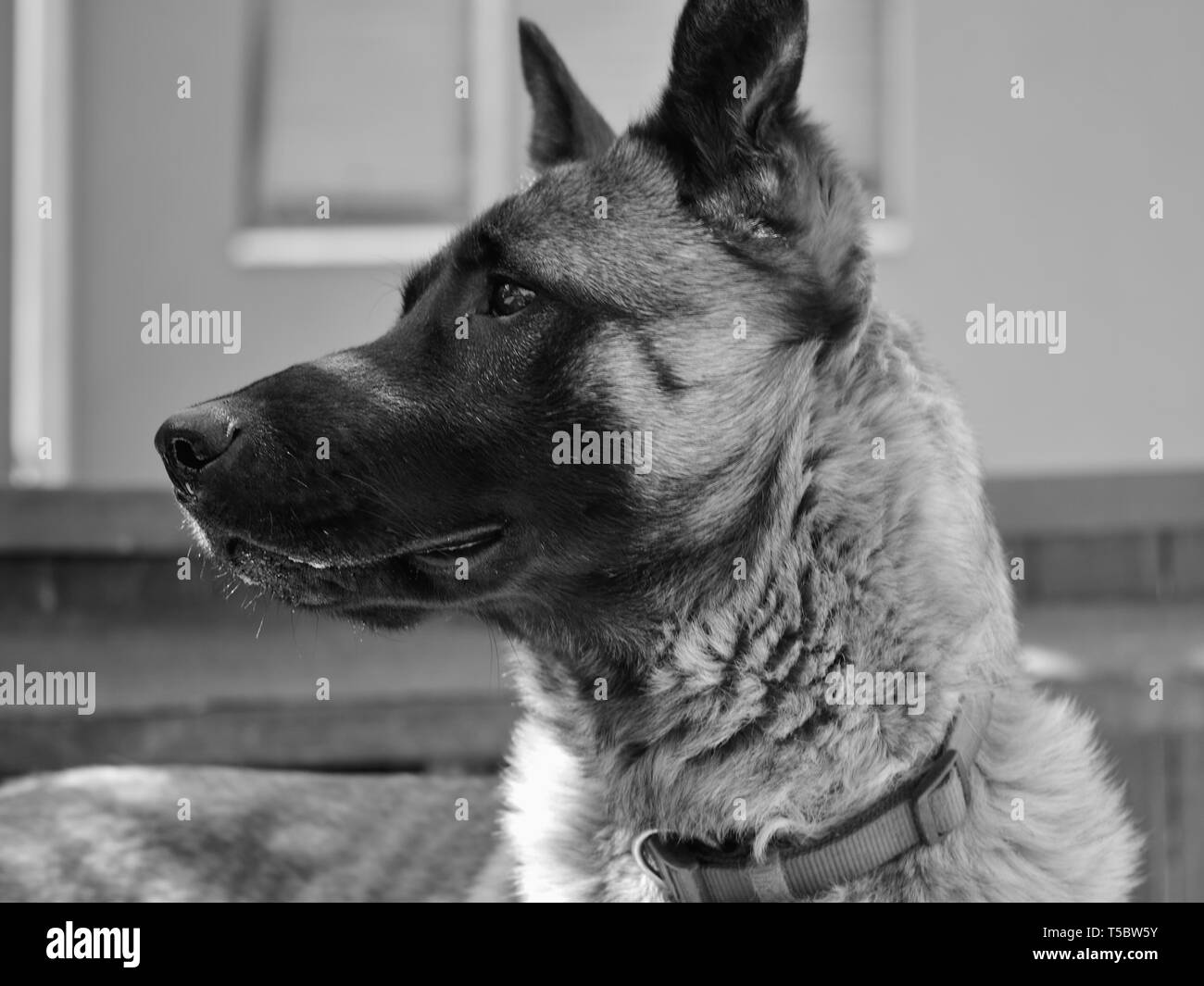 Monochrome Portrait von Belgische malinois Schäferhund Stockfoto