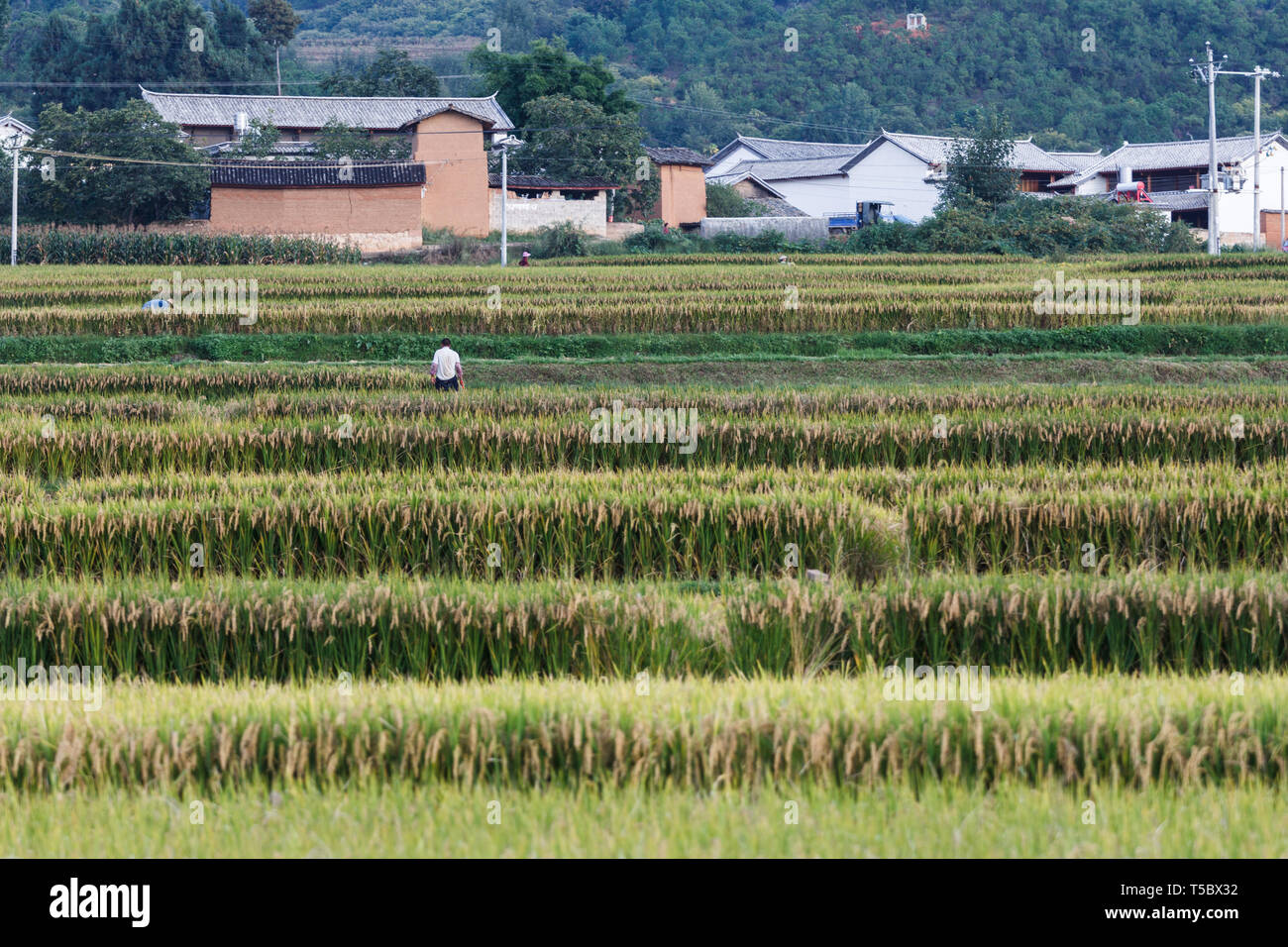 Voll Reis Felder während der Ernte in der chinesischen Landschaft gewachsen Stockfoto