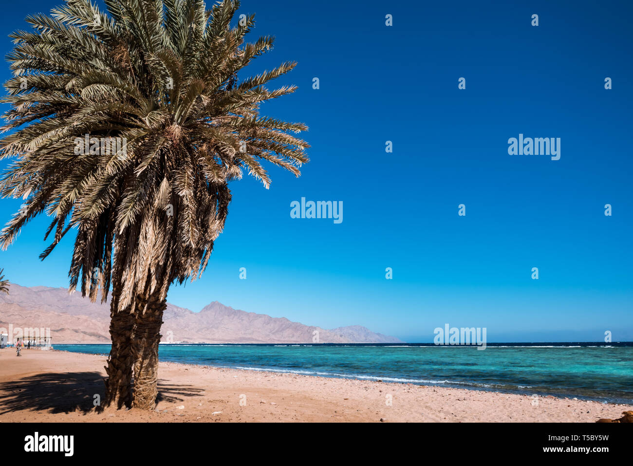 Küste am Roten Meer, im Golf von Aqaba, in der Nähe von Dahab. Ägypten Stockfoto