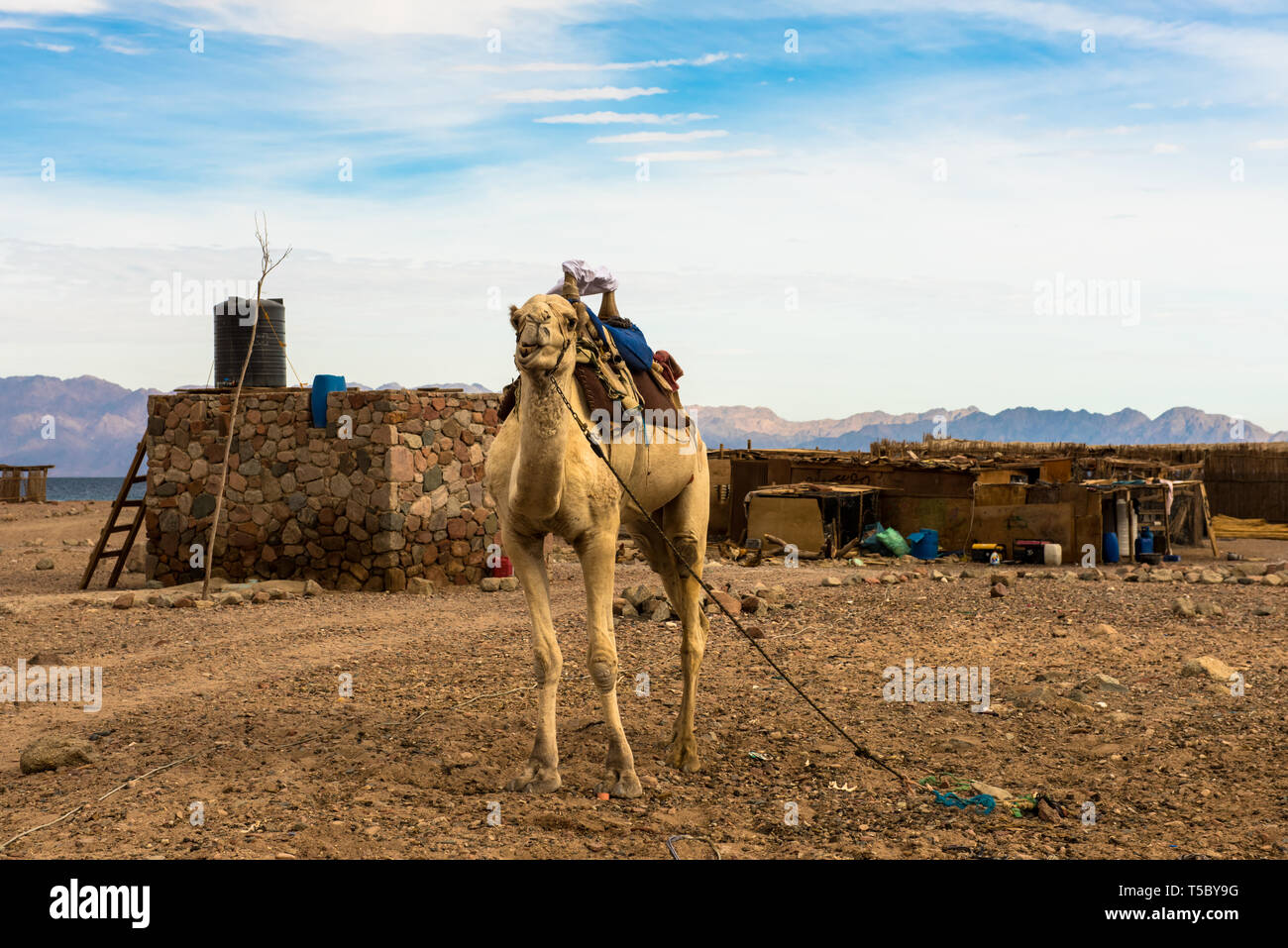 Ägyptischen Landschaft, Bedouin Village und Kamel in der Wüste Sinai Stockfoto