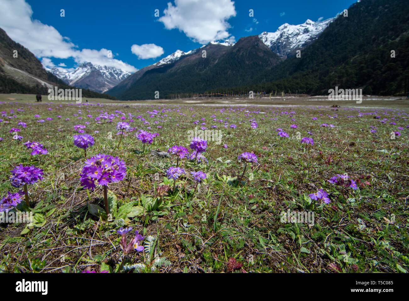 Wilde Blume blühen an Yumthang Tal, Lachung, Sikkim, Indien. Stockfoto