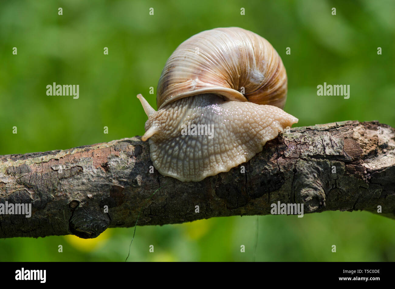 Roman Schnecke, Weinbergschnecken, weinbergschnecke oder Escargot, Helix pomatia, auf einem Zweig, Limburg, Niederlande. Stockfoto
