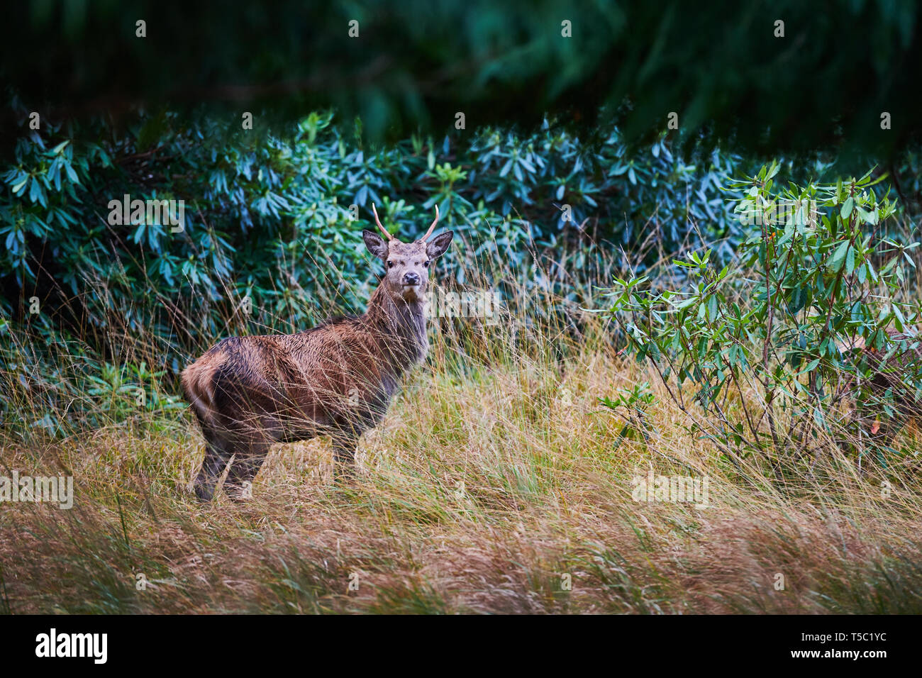Jungen Hirsch, Rot oder Sika deer, Glen Etive, Scottish Highlands Stockfoto