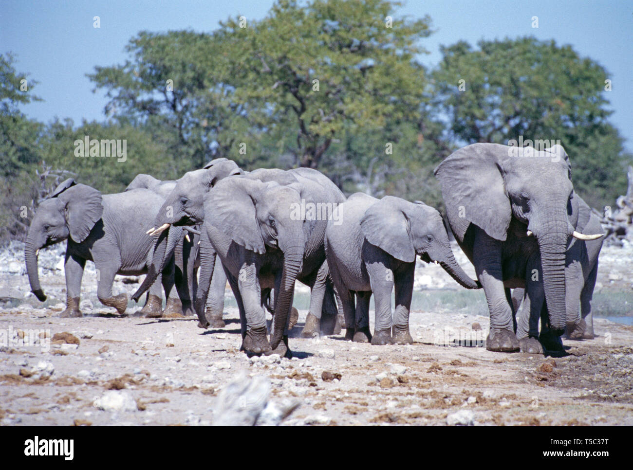 Botswana. Central Kalahari Game Reserve. Herde der Afrikanischen Busch Elefanten. (Loxodonta africana) Stockfoto