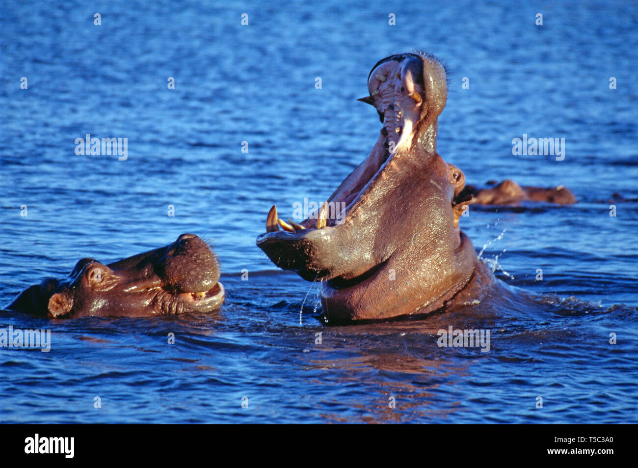 Botswana. Ocavango Delta. Zwei Nilpferde baden in der Ocavango River. Stockfoto