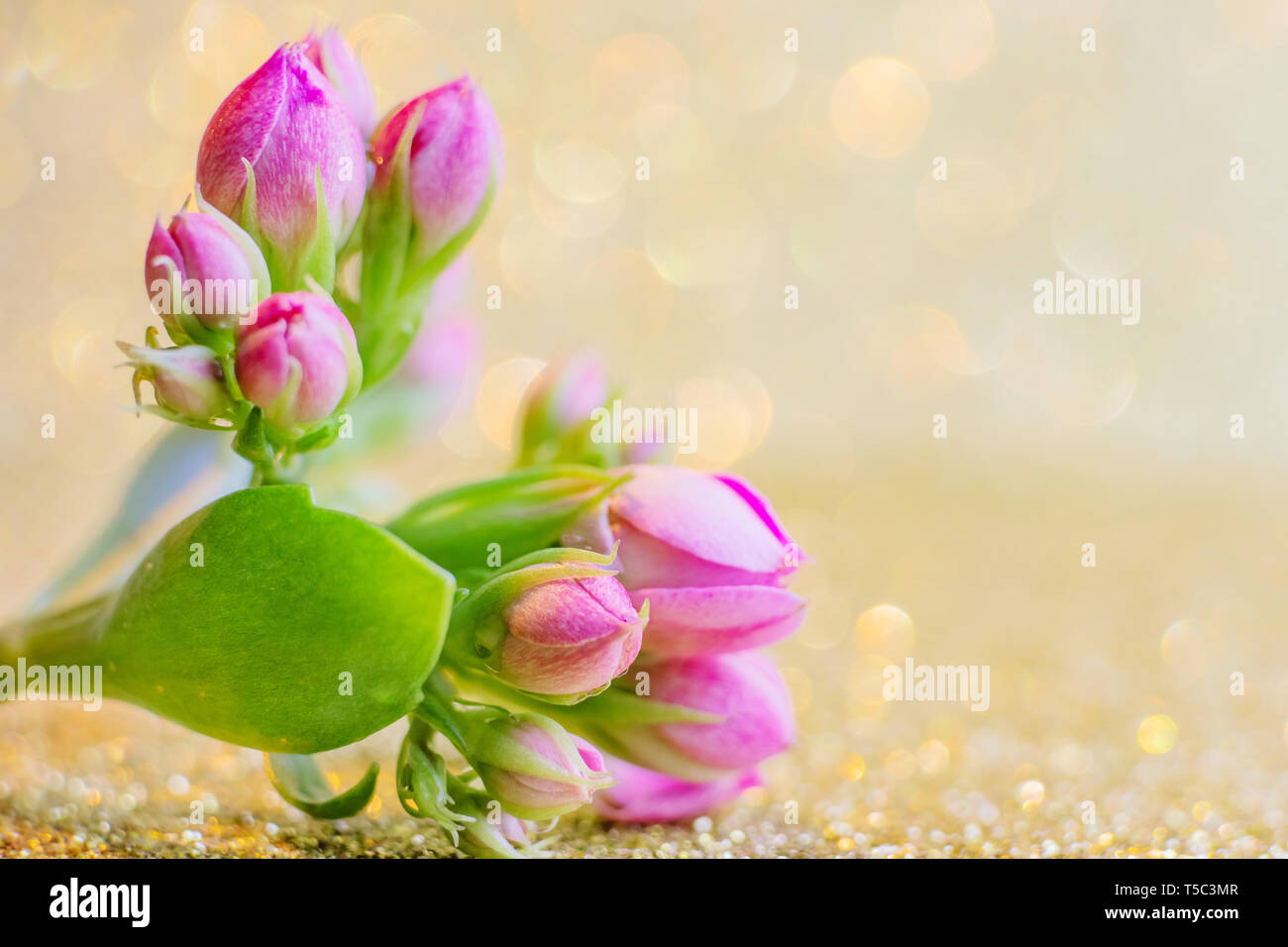 Kleine rosa Knospen in Form von einem Blumenstrauß auf einem goldenen Hintergrund mit ein schönes Bokeh. Sehr helle Foto in warmen Farben. Kopieren Sie Platz. Stockfoto