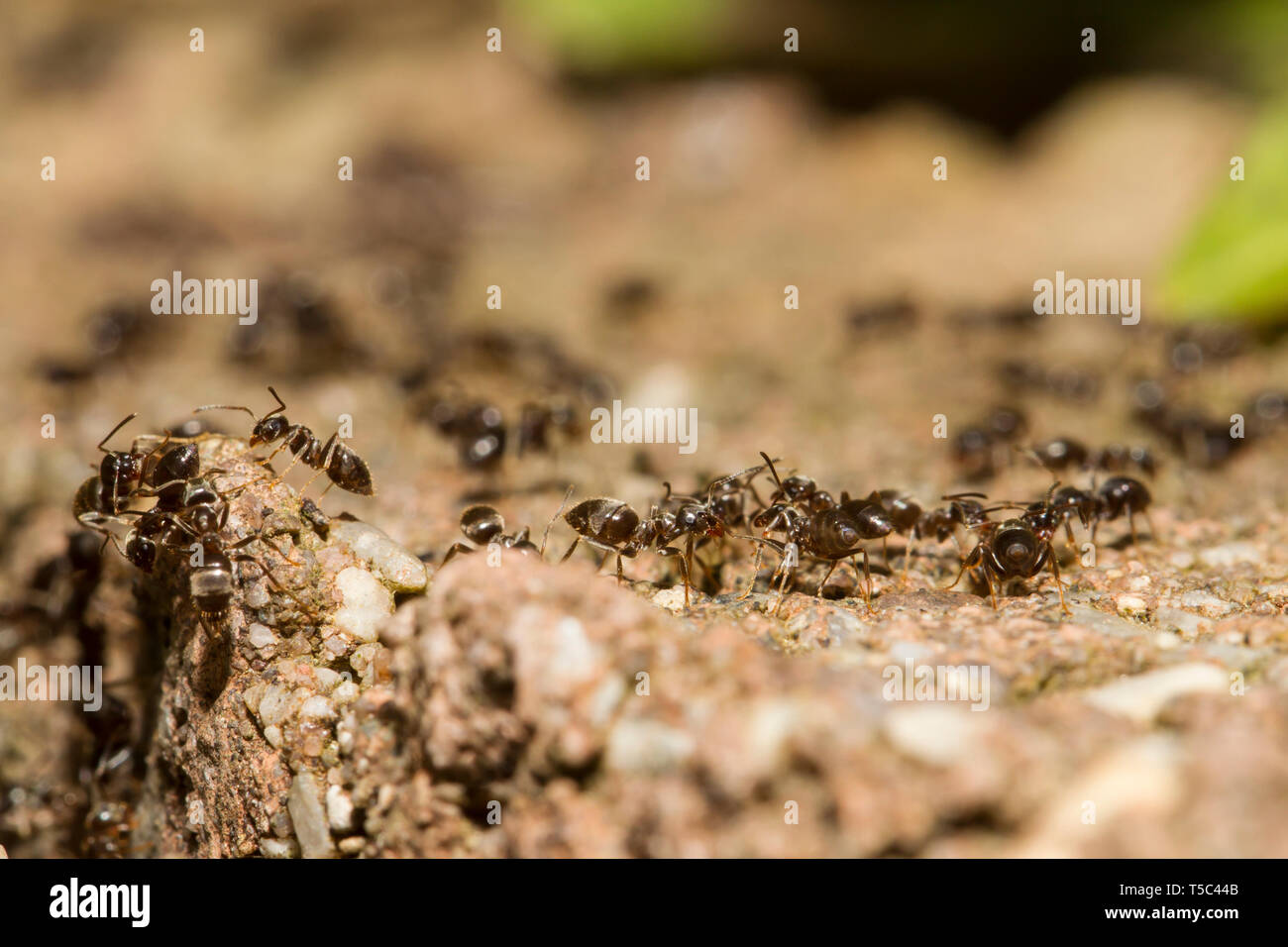 , Formicidae Ameisen, Ameisen Stockfoto