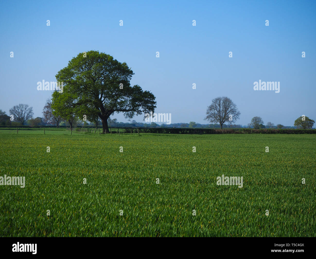Kultiviert grünes Feld mit einer Eiche und ein blauer Himmel im Frühjahr in der Nähe von York, England Stockfoto