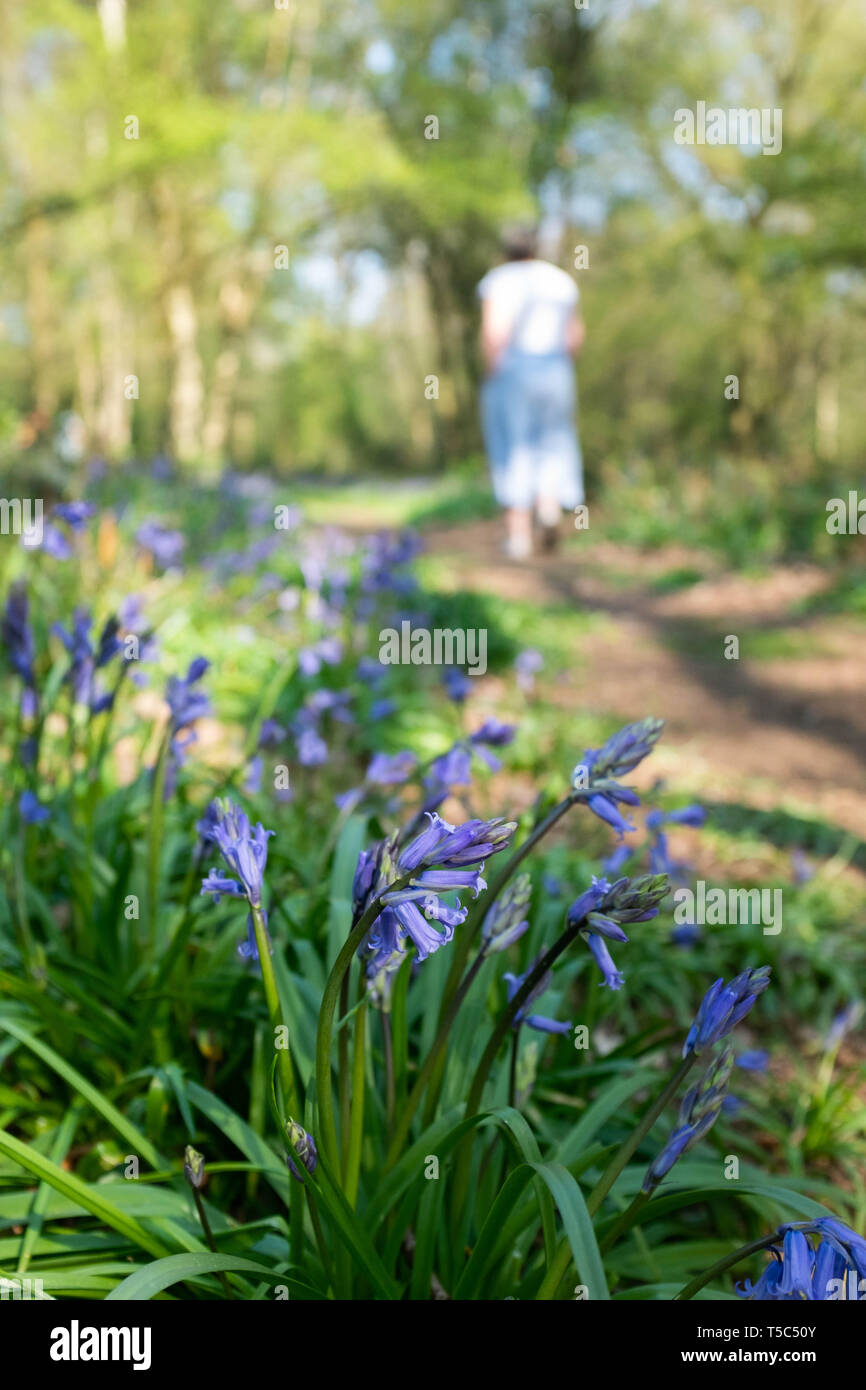Frau wandern in Bluebell Woods Stockfoto