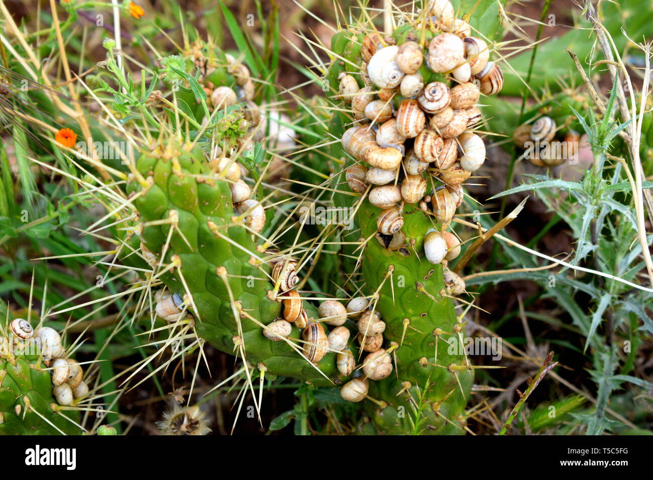 Gruppe von Schnecken auf Kaktus: Nahaufnahme einer Schnecke Kolonie auf Cactus Stockfoto
