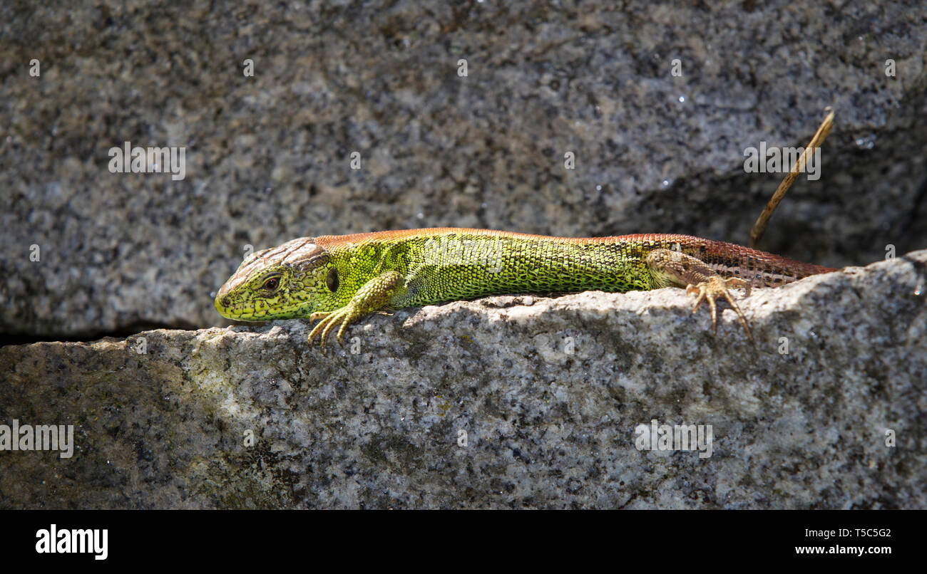 Zauneidechse, Lacerta agilis, Sand lizard Stockfoto