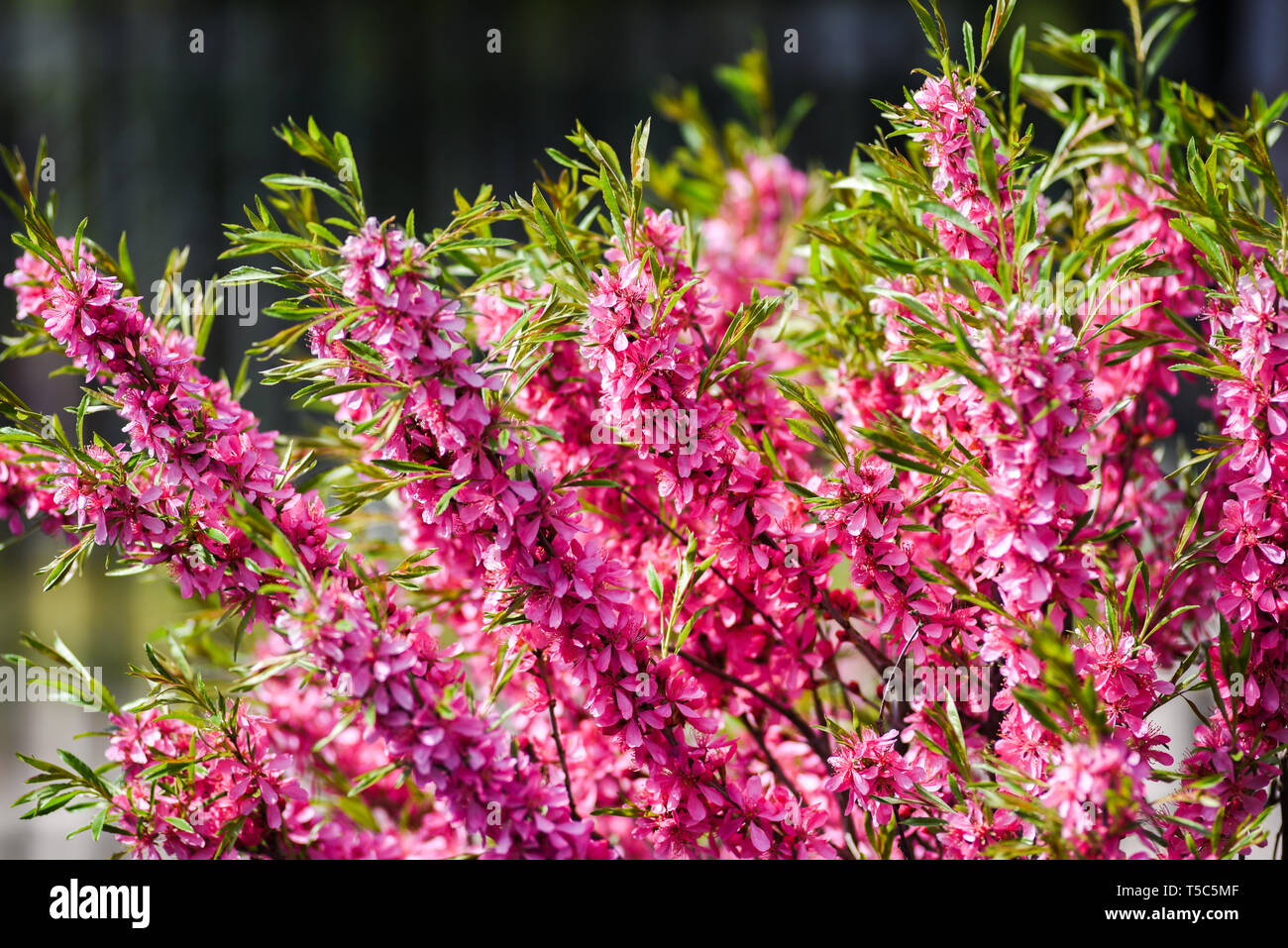 Blühende Mandelbäume Zwerg Frühling. Stockfoto