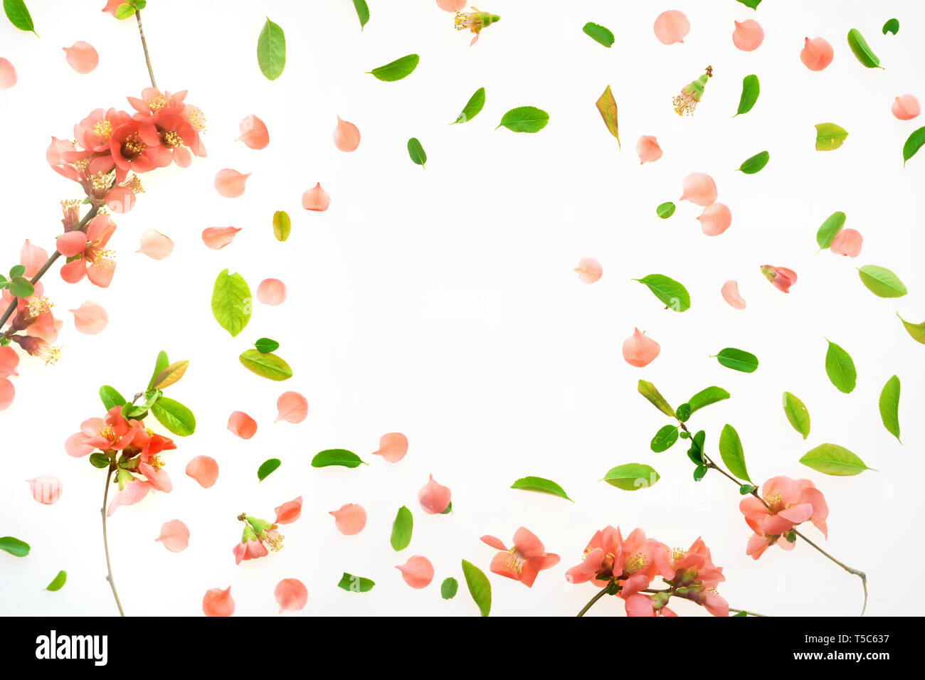 Farbenfrohe Frühling Hintergrund flach Draufsicht mit leuchtenden Blumenschmuck und Kopie Raum Stockfoto