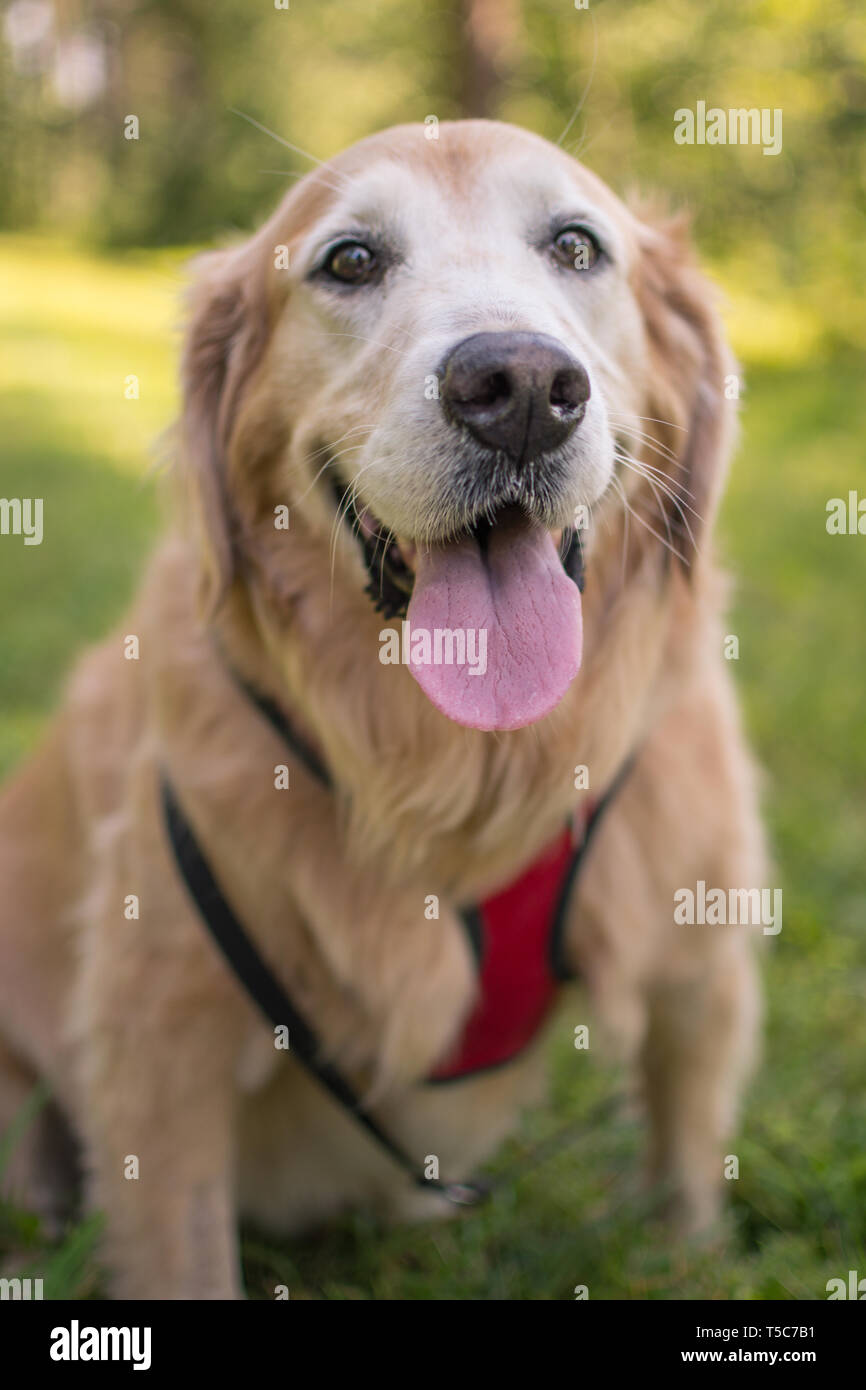 Happy Senior Golden Retriever Hund Stockfoto