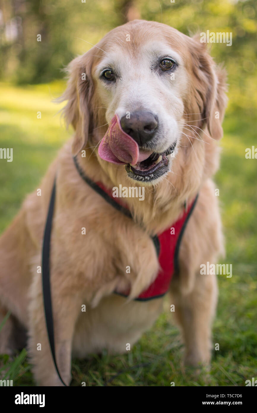 Happy Senior Golden Retriever Hund Stockfoto