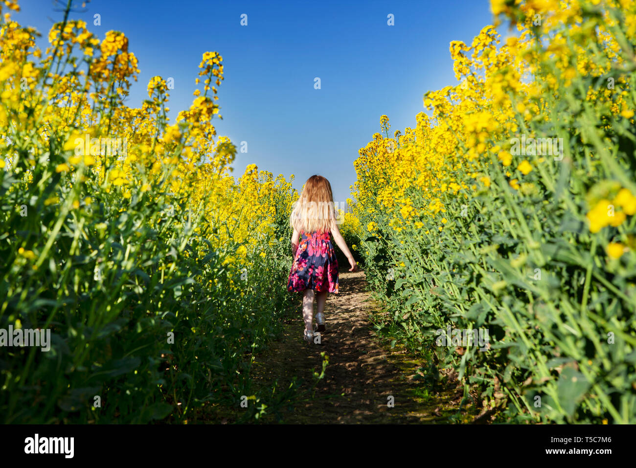 Kleines Mädchen, das durch ein Feld von Rapsfeldern geht Ein Osterspaziergang am Nachmittag Stockfoto