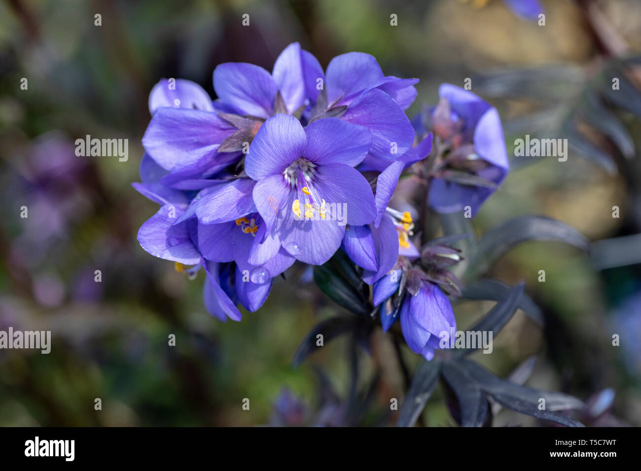 Nahaufnahme von Polemonium Bressingham Purple blüht in einem englischen Garten, England, Großbritannien Stockfoto