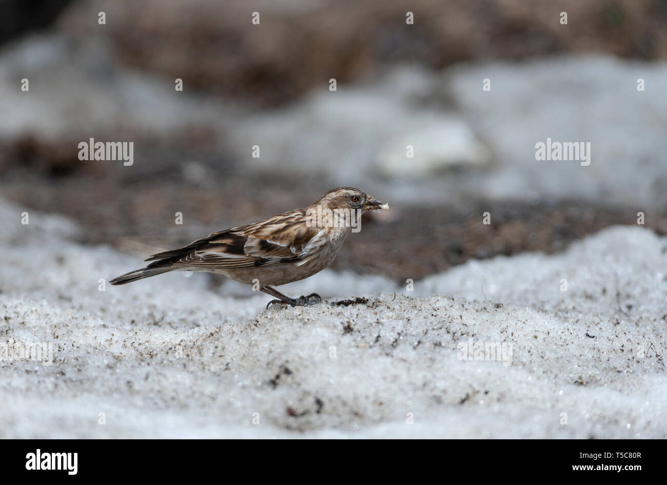 Vogel ist Fütterung im Eis in der Nähe von Nullpunkt, Lachung, Sikkim, Indien. Stockfoto