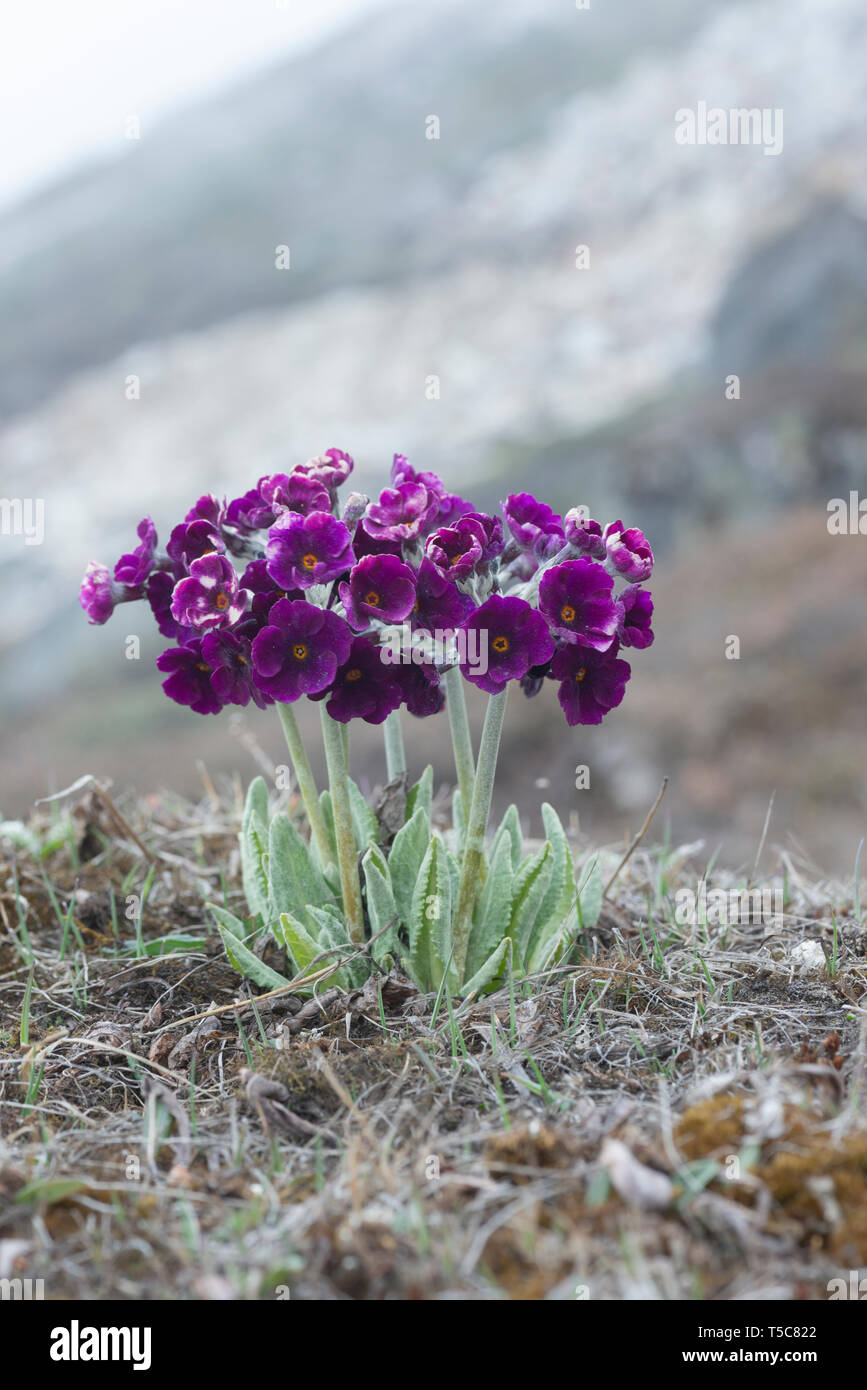 Höhe Pruple wilden Blumen in der Nähe von Nullpunkt, Lachung, Sikkim, Indien. Stockfoto