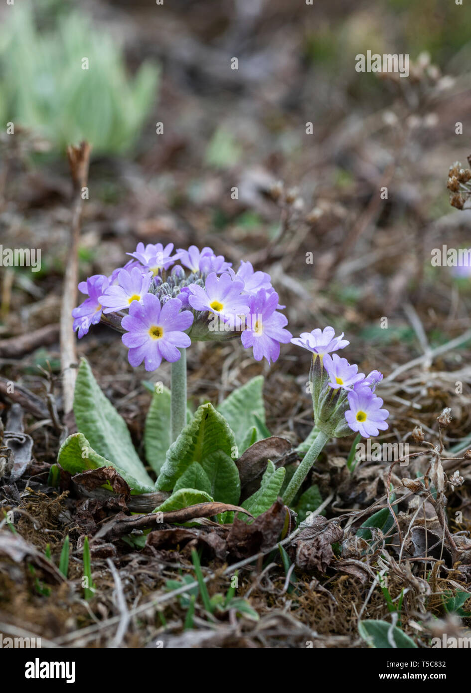 Höhe wilden Blumen in der Nähe von Nullpunkt, Lachung, Sikkim, Indien. Stockfoto