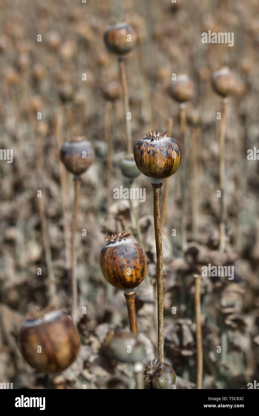 Schlafmohn Pads in der Erntezeit. Die Fruchtart, die für Mohn und Rohopium, Indien. Stockfoto