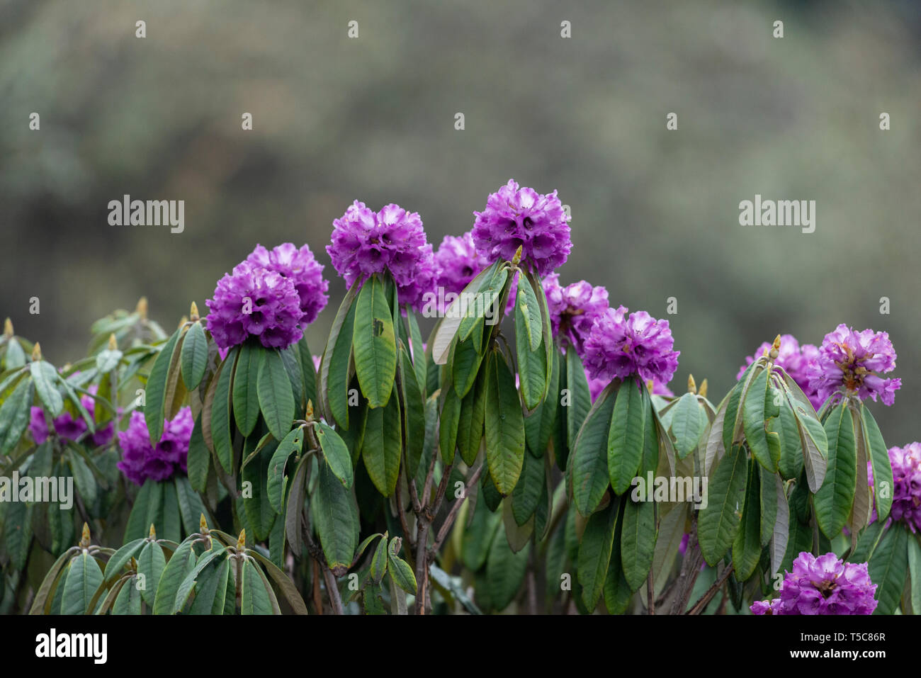 Rhododendron Blüte in der Nähe von Nullpunkt, Lachung, Sikkim, Indien. Stockfoto