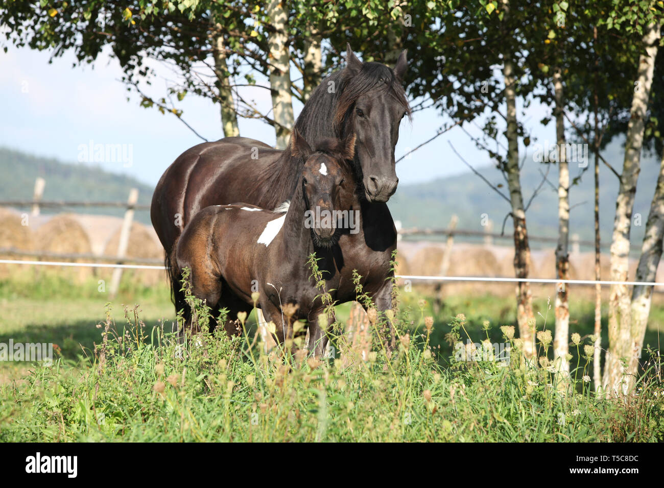 Friesen Stute mit barock Pinto Fohlen läuft im Herbst Stockfoto