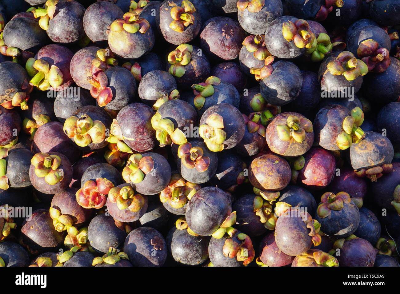 Tropische Früchte mangosteen Reif. Stockfoto