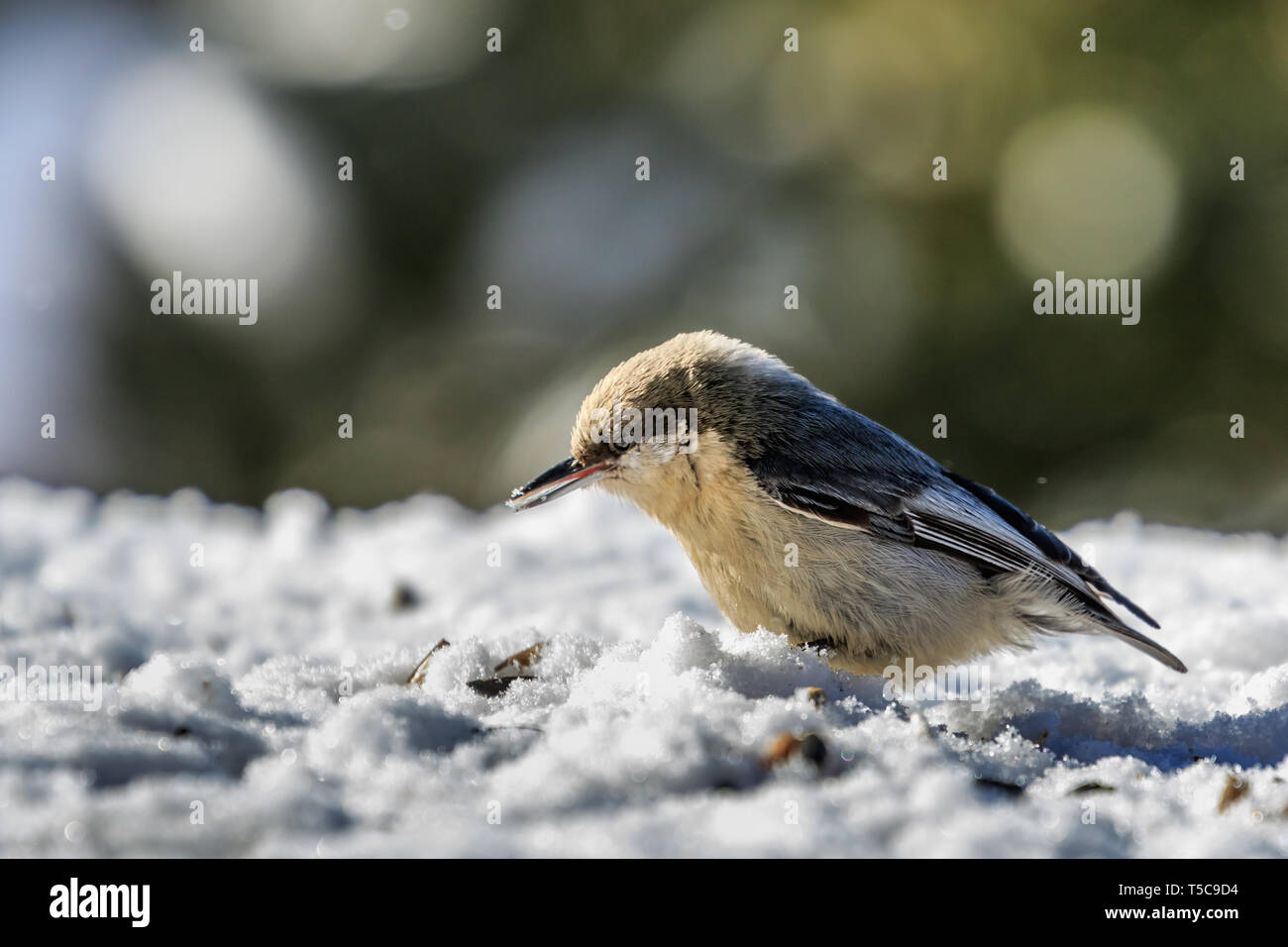 Pygmy Kleiber (Sitta pygmaea) Ernährung Stockfoto