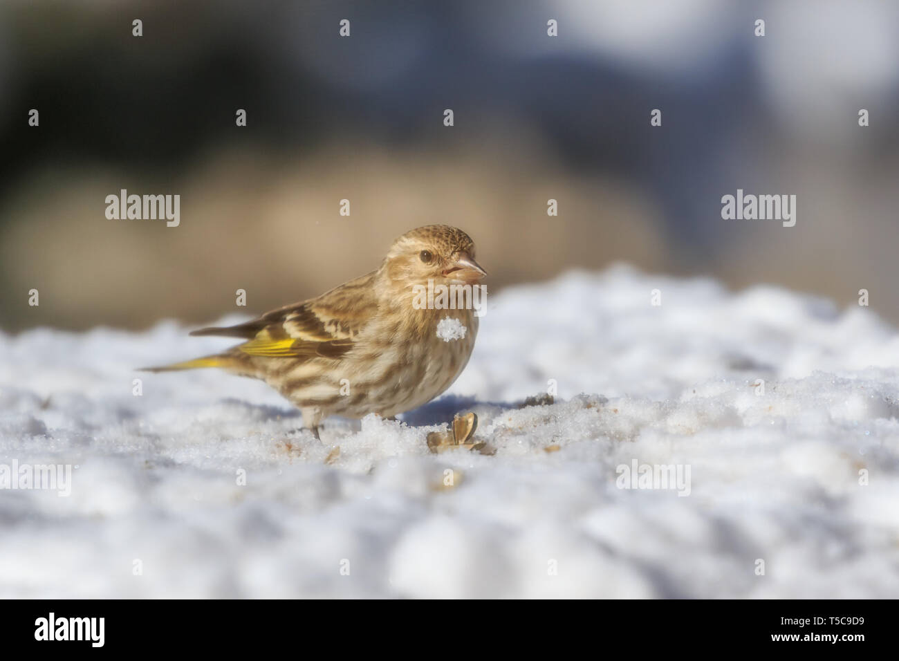 Kiefer Siskin (spinus Pinus) sitzen im Schnee Stockfoto