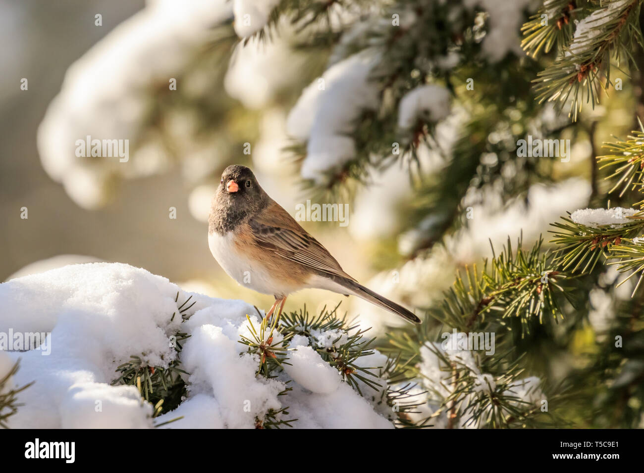 Dark-eyed Junco (Junco Hyemalis) - Oregon Unterarten Stockfoto