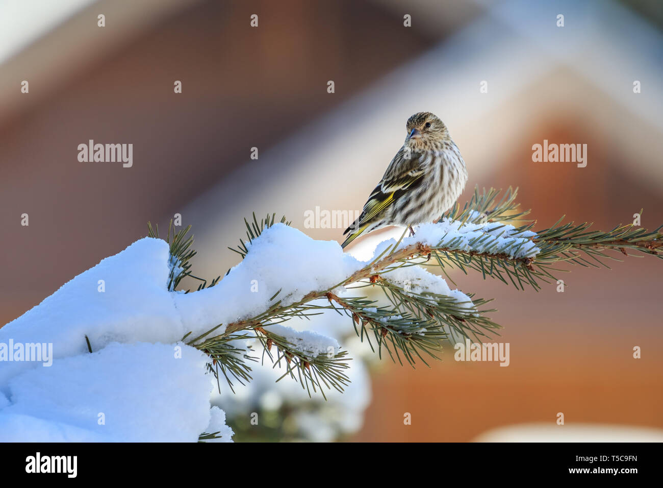 Kiefer Siskin (spinus Pinus) sitzen im Schnee Stockfoto
