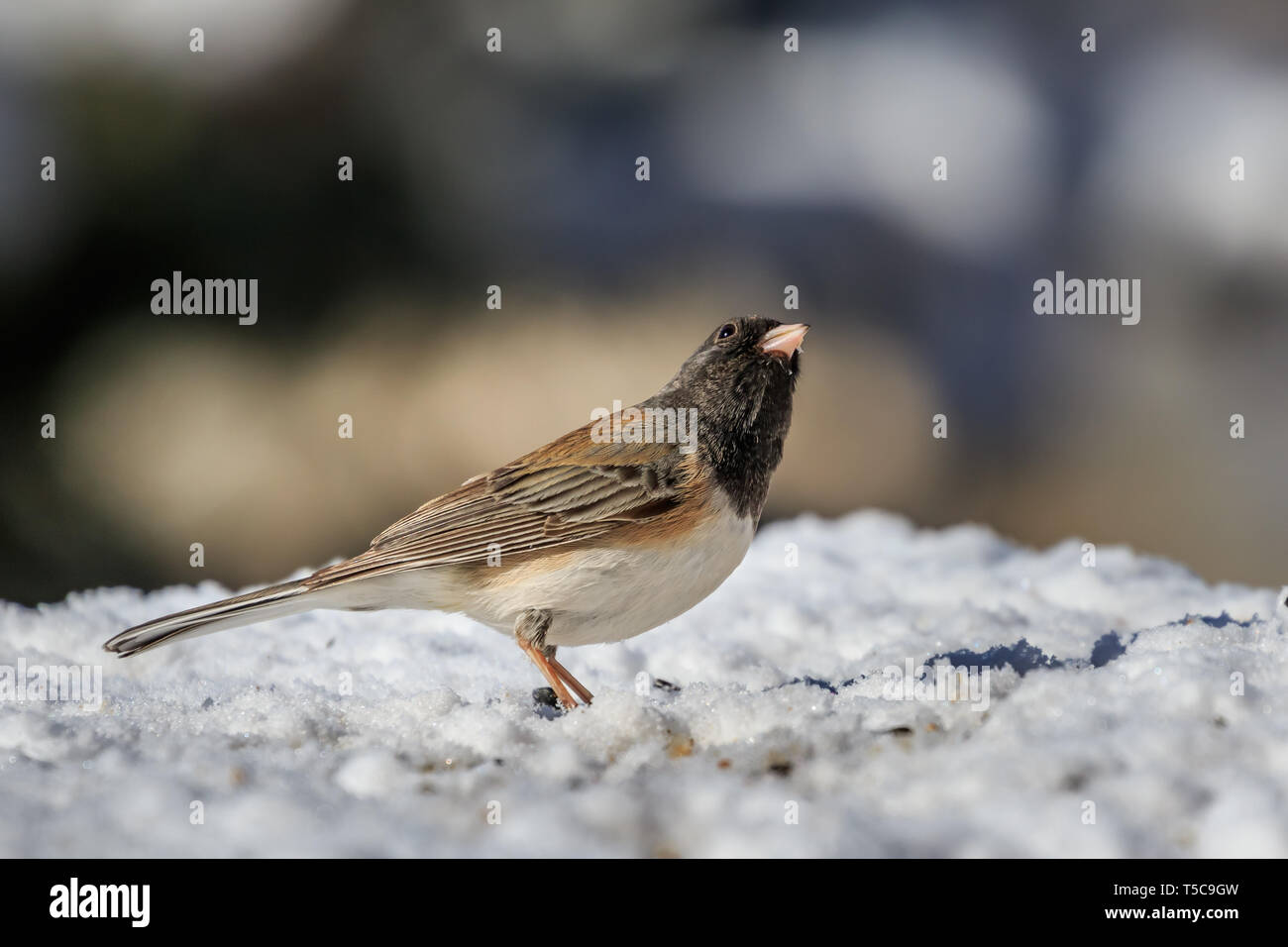 Dark-eyed Junco (Junco Hyemalis) - Oregon Unterarten Stockfoto