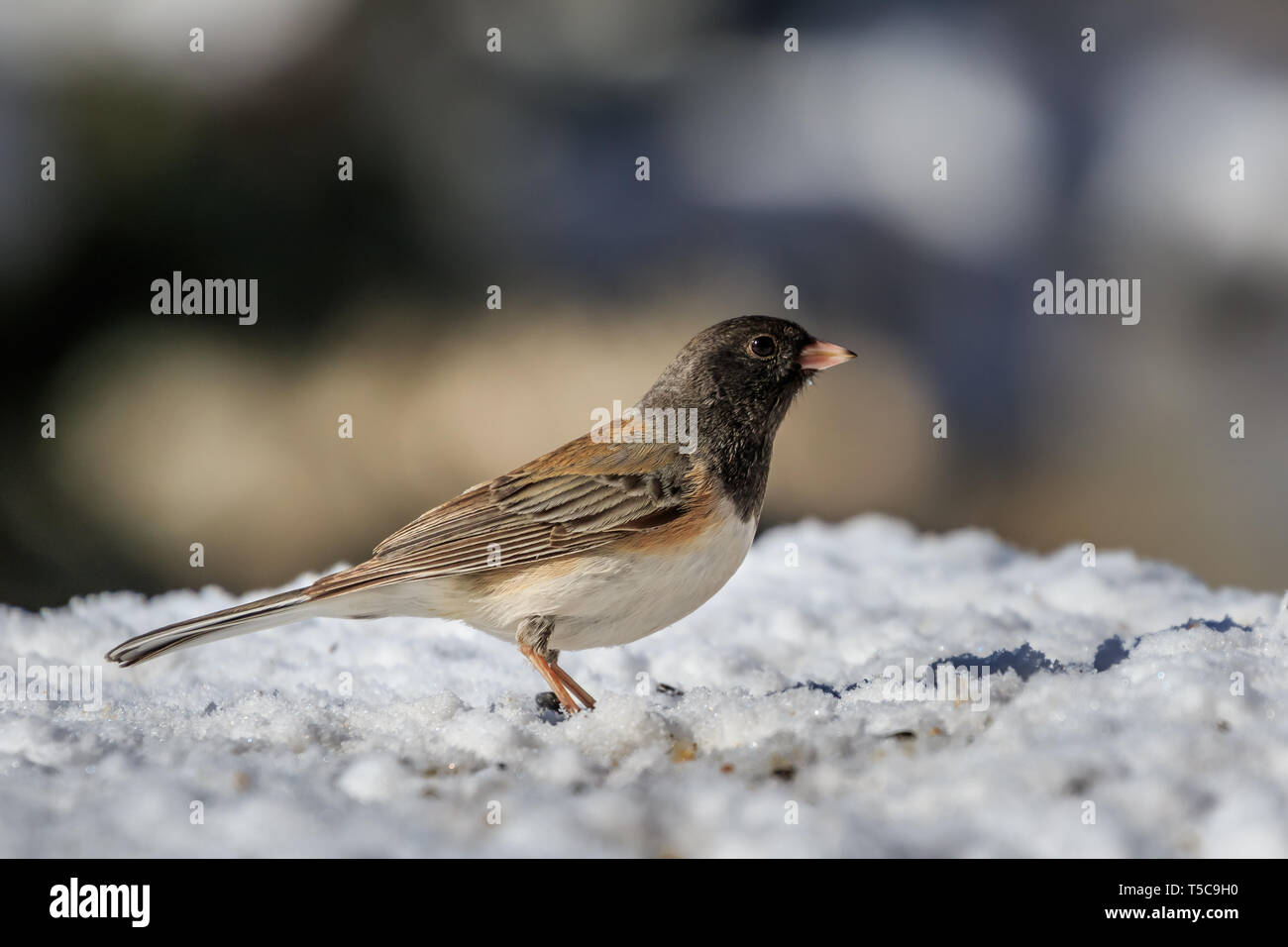 Dark-eyed Junco (Junco Hyemalis) - Oregon Unterarten Stockfoto