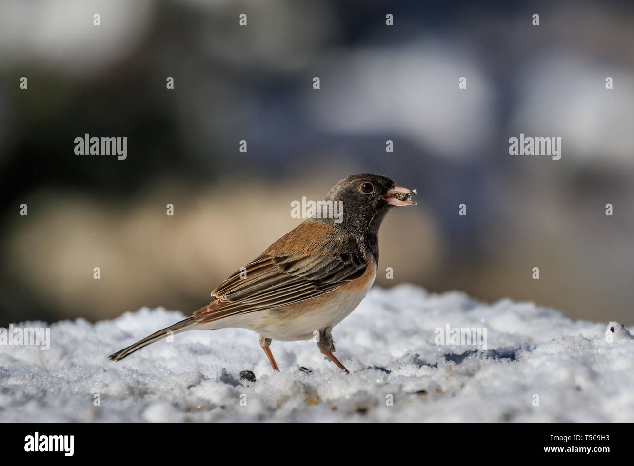 Dark-eyed Junco (Junco Hyemalis) - Oregon Unterarten Stockfoto