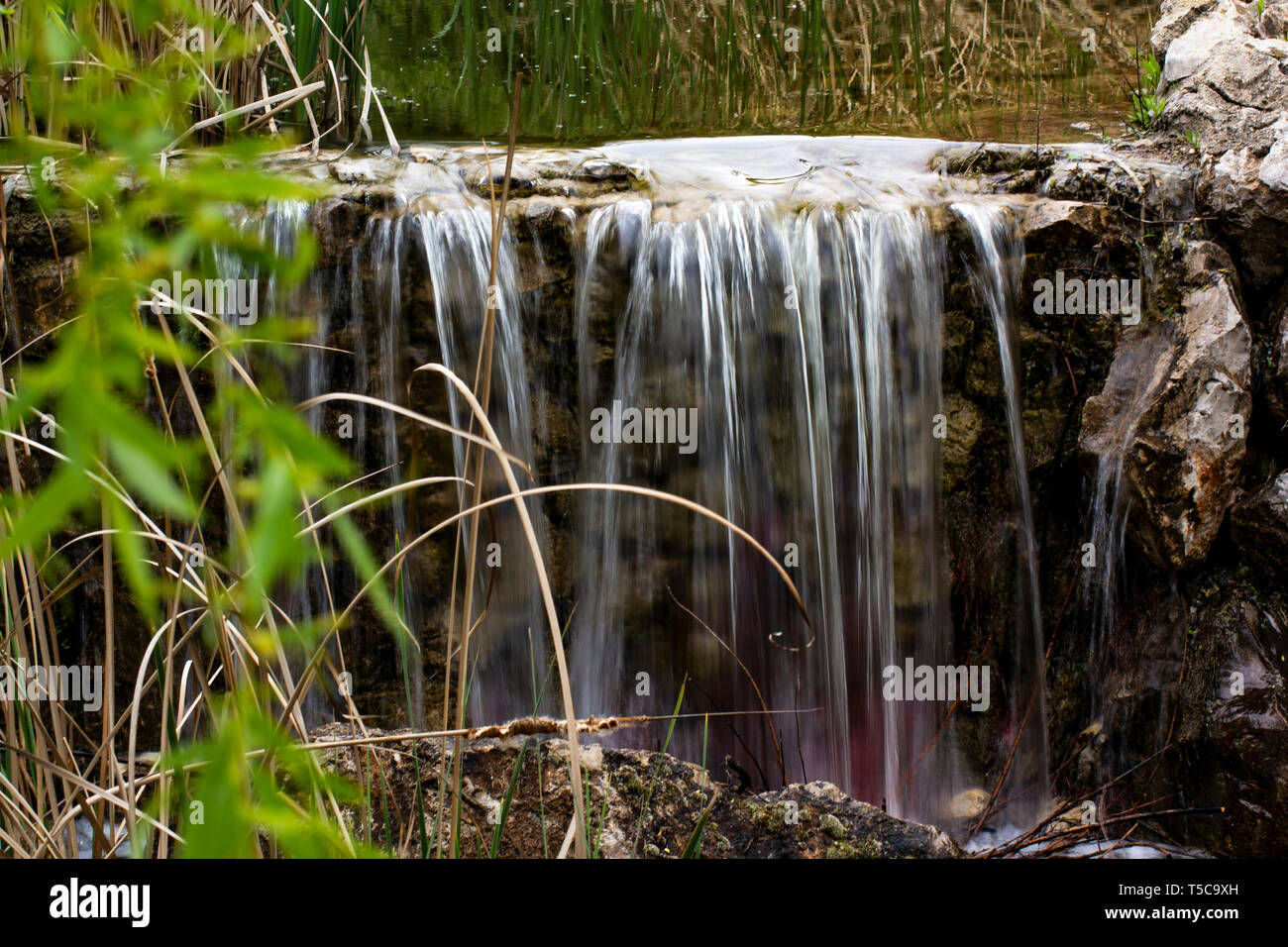 Ein litttle fällt in der Natur mit Pflanzen umgeben Stockfoto