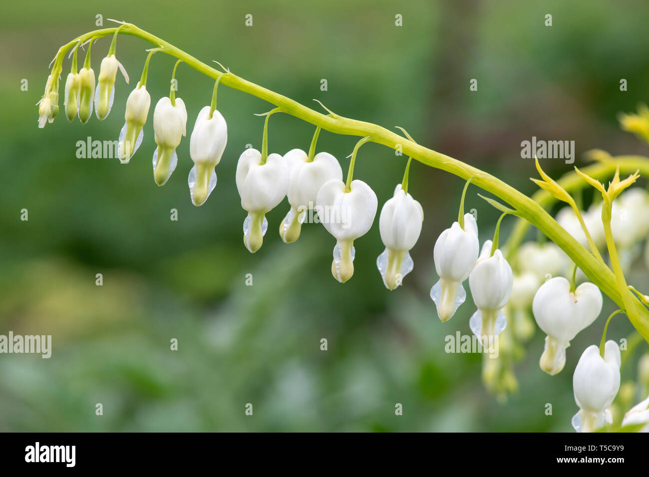 Lamprocapnos californica 'Alba'. Weiß blutende Herz Blumen Stockfoto