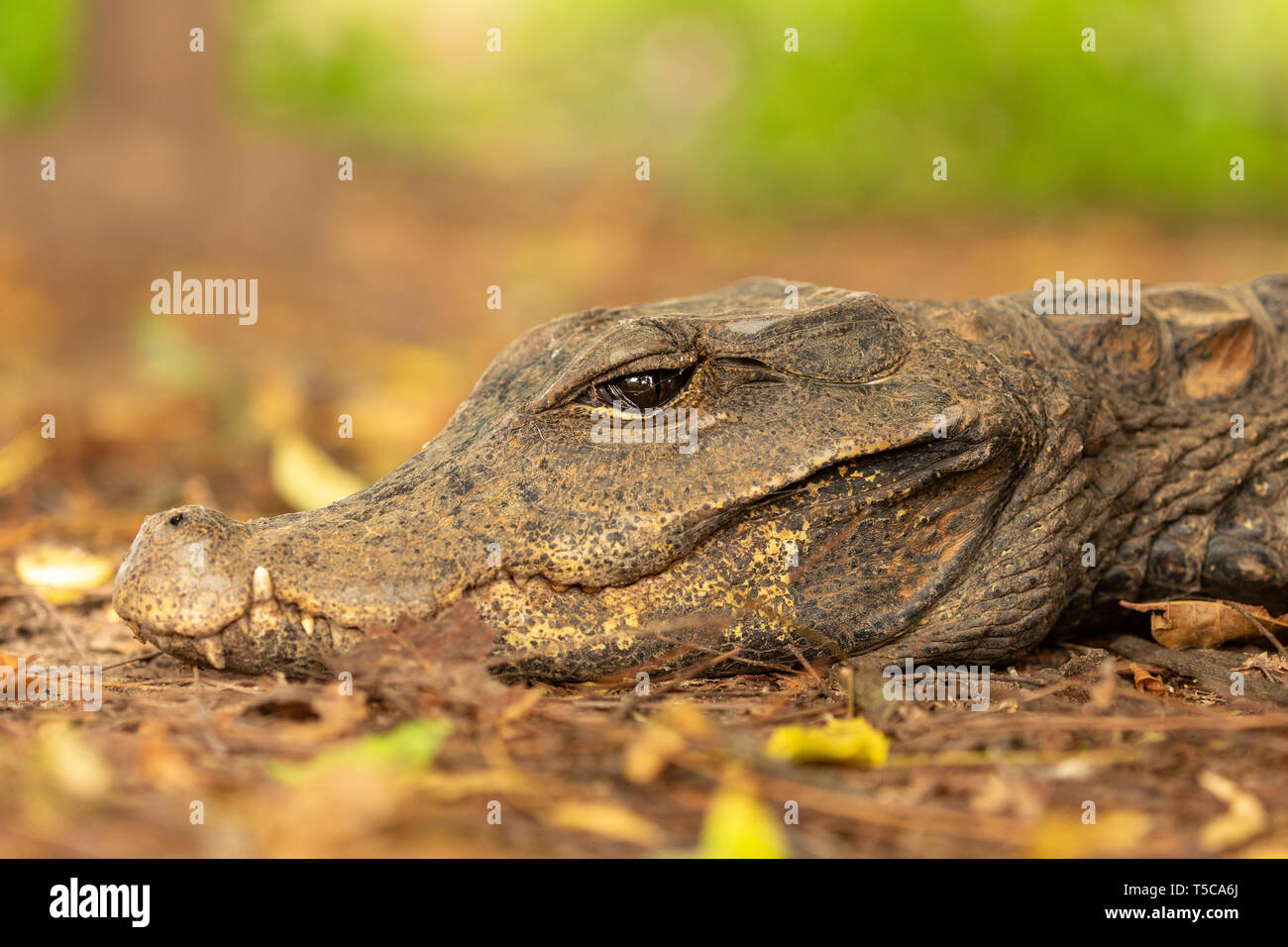 West African dwarf crocodile Nahaufnahme Portrait in der Morgendämmerung Stockfoto