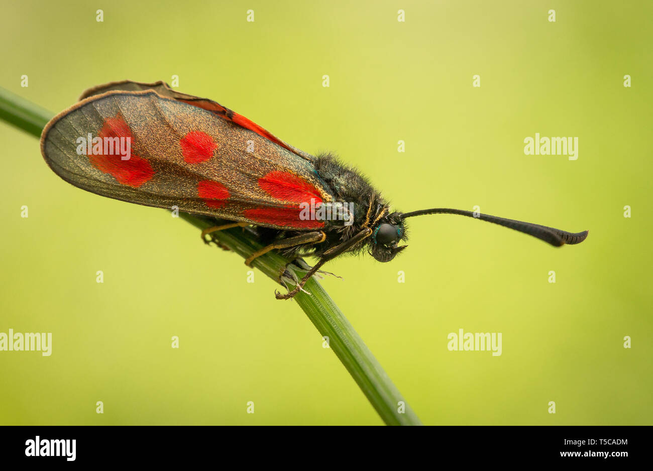 Zygaena loti, schlanke Scotch Burnett, schwarz rot Motten Schmetterling in der Tschechischen Republik Stockfoto